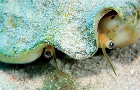  Querying Question Marks!  The Quirky Queen Conch: A Deep Dive into This Demospongiae Delight