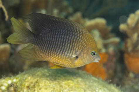  Yellowtail! A Fish Known for Its Striking Beauty and Remarkably Swift Movements