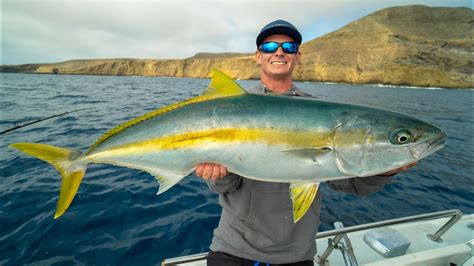  Yellowtail!  The Majestic Deep-Sea Dweller With Vibrant Scales That Glisten Like Precious Jewels