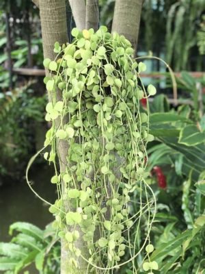  Numularia,  the Tiny Underwater Gardener That Blooms in Secret Gardens!