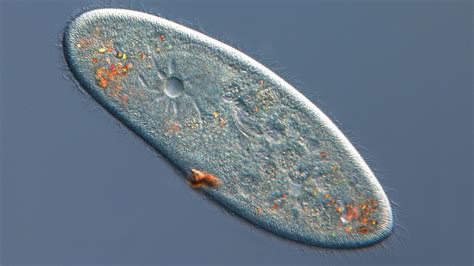  Paramecium! This Microscopic Marvel Lives in Freshwater and Exhibits Elegant Ciliary Motion for Food Acquisition