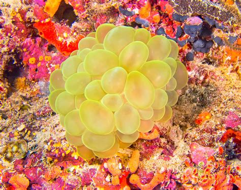  Red Bubble Coral! Can These Tiny Colonies Be Considered Miniature Underwater Cities?