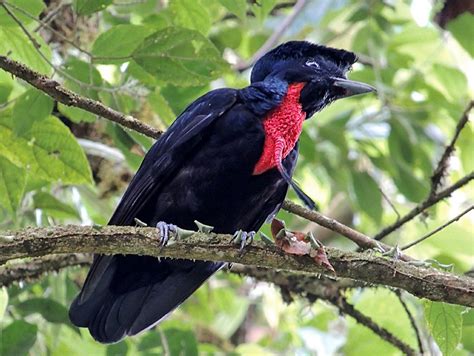  Umbrellabird -  A Majestic Bird With A Striking Crest That Resembles An Open Umbrella!