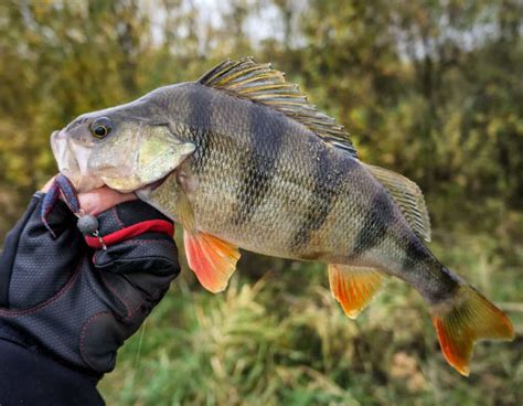  yellow Perch -  깊은 호수의 평온함 속에서 번성하는 빛나는 금색 물고기!